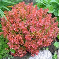 Барбарис Coral c7.5, Berberis thunbergii Coral, Барбарис Тунберга Корал