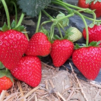 Земляника Limalexia, Fragaria Limalexia, Земляника Лималексия