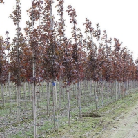 Клен остролистный Fairview, Acer platanoides Fairview, Клён остролистный Фаервью