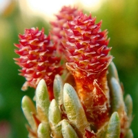 Сосна горная Pumilio 100/125, Pinus mugo Pumilio, Сосна горная Пумилио