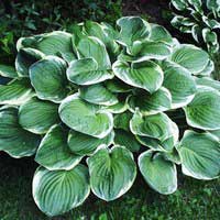 Хоста Cristmas Tree, Hosta Cristmas Tree, Хоста Кристмас трии