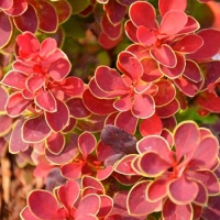 Барбарис Тунберга Ruby Star, Berberis thunbergii Ruby Star, Барбарис Тунберга Руби Стар