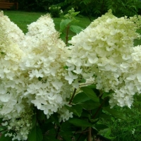 Гортензия Кyushu, Гортензия метельчатая Киушу, Hydrangea paniculata Kyushu