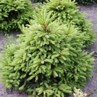 Ель Ohlendorffii, Picea abies Ohlendorffii, Ель обыкновенная Олендорффи, купить ель Ohlendorffi