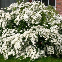Спирея Вангутта, Spiraea x vanhouttei
