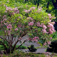 Вейгела Roseа, Weigela florida Rosea, Вейгела цветущая Розеа