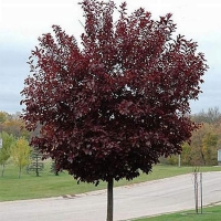 Черемуха виргинская Shubert, Prunus virginiana Shubert, Черёмуха виргинская Шуберт