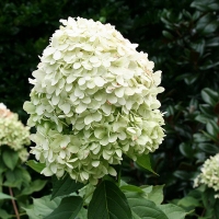 Гортензия Limelight, Hydrangea paniculata Limelight, Гортензия метельчатая Лаймлайт