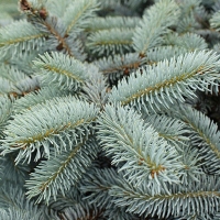 Ель колючая Glauca Globosa, Ель колючая Glauca Globosa, Ель Glauca Globosa, Ель колючая, ель глаука глобоза купить, ель глаука глобоза, ель колючая глобоза