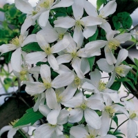 Клематис Grandiflora, Clematis montana Grandiflora, Клематис Грандифлора