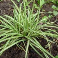 Осока с5, Carex comans, Осока