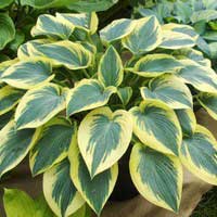 Хоста First Frost, Hosta First Frost, Хоста Ферст Фрост