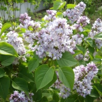 Сирень обыкновенная Небо Москвы, Syringa vulgaris Nebo Moskvy