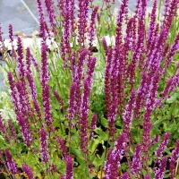 Шалфей дубравный Amethyst, Salvia nemerosa Amethyst, Шалфей дубравный Аметист