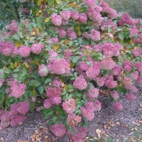 Гортензия Angels Blush, Hydrangea paniculata Angels Blush, Гортензия метельчатая Энджелс Блаш