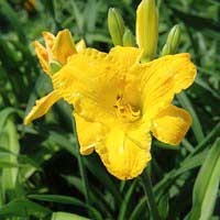 Лилейник Bakabana, Hemerocallis Bakabana, Лилейник Бакабана