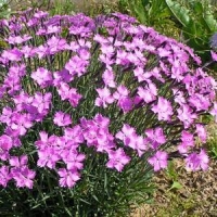 Гвоздика Травянка с5, Dianthus deltoides, Гвоздика Травянка