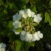 Калина обыкновенная Roseum, Viburnum opulus Roseum, Калина обыкновенная Розеум