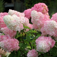 Гортензия Vanille Fraise, Hydrangea paniculata Vanille Fraise, Гортензия метельчатая Ванилла Фрейз
