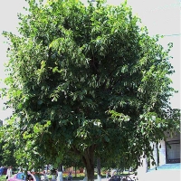 Липа крупнолистная, Tilia platyphyllos, Липа крупнолистная 14/16