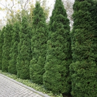 Туя западная Holmstrup, Thuja occidentalis Holmstrup, Туя западная Холмструп