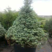 Ель колючая Sester Dwarf, Picea pungens Sester Dwarf, Ель колючая Систер Дварф