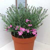 Гвоздика  серовато-голубая Dinetta, Dianthus gratianopolitanus Dinetta, Гвоздика  серовато-голубая Dinetta