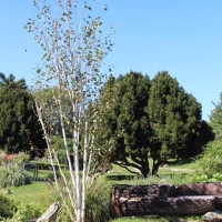 Береза полезная Doorenbos, Betula utilis Doorenbos, Берёза полезная Доренбос