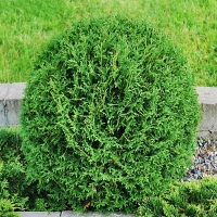 Туя западная Tiny Tim, Thuja occidentalis Tiny Tim, Туя западная Тини Тим