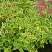 Дерен Spaethii, Cornus alba Spaethii, Дерен белый Шпэти