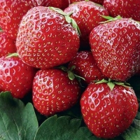 Земляника Polka, Fragaria, Земляника Полька