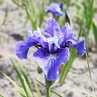 Ирис сибирский, Iris sibirica, Ирис сибирский