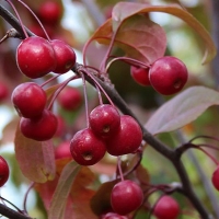 Яблоня гибридная Mokum, Malus Mokum, Яблоня гибридная Мокум