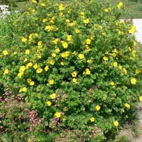 Лапчатка Goldfinger, Potentilla fruticosa Goldfinger, Лапчатка кустарниковая Голдфингер