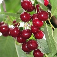 Вишня Шакировская 5/6 лет, prunus cerasus shakirovskaya, Вишня Шакировская
