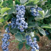 Голубика Bluegold, Vaccinium corymbosum Bluegold, Голубика Блюголд