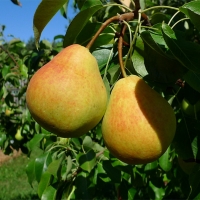 Груша Кафедральная 6/7 лет, Pyrus, Груша Кафедральная