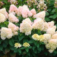 Гортензия Magical Sweet Summer, Hydrangea Paniculata Magical Sweet Summer, Гортензия метельчатая Мэджикал Свит Саммер
