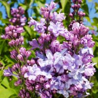 Сирень Nadezhda, Syringa vulgaris Nadezhda, Сирень обыкновенная Надежда