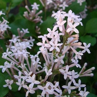 Сирень Мейера Palibin, Syringa meyeri Palibin, Сирень Мейера Палибин