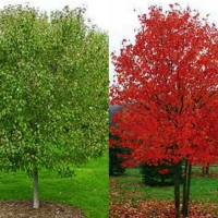 Клен красный Red Sunset, Acer rubrum Red Sunset, Клен красный Ред Сансет