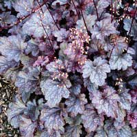 Гейхера гибридная Plum Pudding, Heuchera hybride Plum Pudding, Гейхера гибридная Плам Паддинг