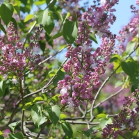 Сирень Mme Antoine Buchner, Syringa vulgaris Mme. Antoine Buchner, Сирень обыкновенная Мадам Антоан Бушер