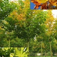 Клен остролистный Emerald Queen, Acer platanoides Emerald Queen, Клен остролистный Эмеральд Куин