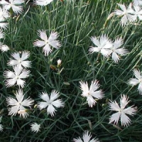 Гвоздика песчаная Bahroma, Dianthus arenarius Bahroma, Гвоздика песчаная Бахрома
