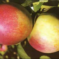 Яблоня Строевское с5, Malus, Яблоня Строевское