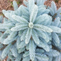 Ель колючая Blue Diamond, Picea Blue Diamond