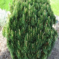 Сосна горная Gnom 60/80 c25, Pinus mugo Gnom, Сосна горная Гном