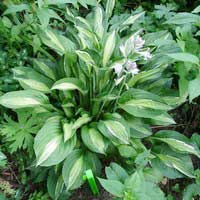 Хоста Mata Hari, Hosta Mata Hari, Хоста Мата Хари