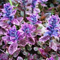 Живучка Burgundy Glow, Ajuga reptans Burgundy Glow, Живучка Бургунди Глоу